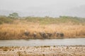 Wild asian elephant or tusker family or herd in action drinking water or quenching thirst from ramganga river at dhikala zone of Royalty Free Stock Photo
