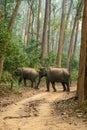 Wild asian elephant or tusker family walking in sal forest and natural green background in winter season safari at dhikala zone of Royalty Free Stock Photo