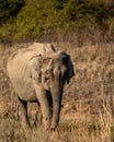 Wild asian elephant or tusker head on portrait at dhikala zone of jim corbett national park uttarakhand india - Elephas maximus Royalty Free Stock Photo