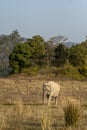 Wild asian elephant or tusker head on strolling or walking in winter morning light and scenic landscape at dhikala zone of jim Royalty Free Stock Photo