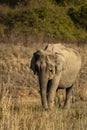 Wild asian elephant or tusker walking head on in beautiful winter morning light at dhikala zone of jim corbett national park Royalty Free Stock Photo