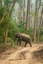 Wild asian elephant or tusker walking in sal forest and natural green background in winter season safari at dhikala zone of jim Royalty Free Stock Photo