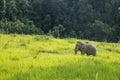 Wild Asian Elephant wandering on the grassland in Khao Yai National Park, Thailand