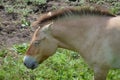 Wild Asian Horse Royalty Free Stock Photo