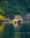 Wild asian male elephant or tusker with big tusks swimming in water or crossing ramganga river at dhikala zone of jim corbett Royalty Free Stock Photo