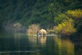 Wild asian male elephant or tusker with big tusks swimming in water or crossing ramganga river at dhikala zone of jim corbett Royalty Free Stock Photo