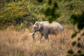 Wild asian male elephant or tusker or Elephas maximus indicus with big tusks in grassland of dhikala zone at jim corbett national Royalty Free Stock Photo