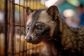 Asian palm civet in cage. Generative AI illustration