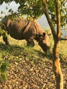 Wild Asian Rhinoceros encounter Royalty Free Stock Photo