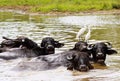 Wild asian water buffalos Bubalus arnee with curved horns bathing in water with birds Ardea alba, great white egret on the hea