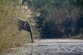 Wild asiatic elephant drinking water on the riverbank, Bardia, Nepal