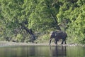 Wild asiatic elephant drinking water on the riverbank, Bardia, Nepal