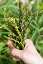 Wild asparagus (Asparagus officinalis) gathering Royalty Free Stock Photo