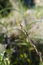 Wild asparagus (Asparagus officinalis Royalty Free Stock Photo