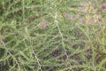 Wild asparagus plant or Asparagus acutifolius Royalty Free Stock Photo