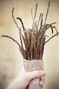 Wild asparagus spears Royalty Free Stock Photo