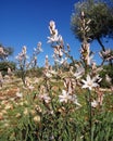 Wild Asphodelus ramosus blooming in Galilee