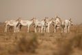 Wild in the desert little rann of kutch Royalty Free Stock Photo