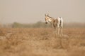 Wild in the desert little rann of kutch Royalty Free Stock Photo