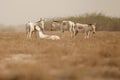 Wild in the desert little rann of kutch Royalty Free Stock Photo