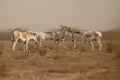 Wild in the desert little rann of kutch Royalty Free Stock Photo