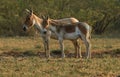 Wild Ass on the Little Rann of Kutch Royalty Free Stock Photo