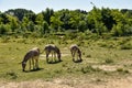 Wild of somalia Royalty Free Stock Photo