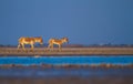 Wild Ass in Wild Ass Sanctuary in Little Rann of Kutch Royalty Free Stock Photo