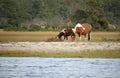 Wild Assateague ponies Royalty Free Stock Photo