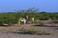 The wild asses in a forest in bright day light.