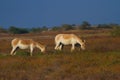 Wild asses in wild ass sanctuary of Gujarat little rann of kutch