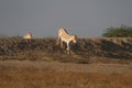 Wild Asses in wild ass sanctuary of Little rann of kutch gujarat