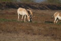 Wild Asses in wild ass sanctuary of Little rann of kutch gujarat