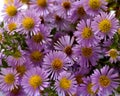 Flowers wild violet asters, background. Aster amellus, michaelmas daisies, aster alpinus, alpine aster, blue alpine daisy. Royalty Free Stock Photo