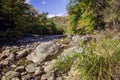 Wild asters flowers on Westfield River on Keystone arches bridge Trail in Berkshires Massachusetts Royalty Free Stock Photo