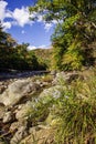 Wild asters flowers on Westfield River on Keystone arches bridge Trail in Berkshires Massachusetts Royalty Free Stock Photo