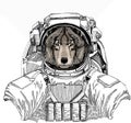 Vector portrait of wolf. Cool wild wolf. Animal head. Wild astronaut animal in spacesuit. Deep space. Galaxy. Royalty Free Stock Photo