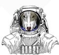 Wild astronaut animal in spacesuit. Deep space. Galaxy. Dog portrait, bullterrier portrait, bullterrier head, dog head