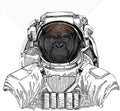 Wild astronaut animal in spacesuit. Deep space. Galaxy. Gorilla head. Vector illustration. Wild animal portrait.