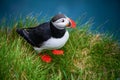 Wild Atlantic puffin seabird in the auk family