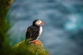 Wild Atlantic puffin seabird in the auk family.