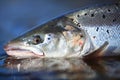 Wild Atlantic Salmon Royalty Free Stock Photo