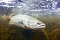 Wild Atlantic Salmon underwater