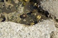 Wild Atlantic Way Clams on the rocks of the coast at St Johns Point