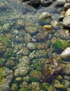 Wild Atlantic Way Underwater life on the coast at St Johns Point