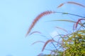 Wild attractive natural crimson fountain grass Pennisetum setaceum, red fountain grass gives burgundy red ripening plumed seeds