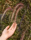 Wild attractive natural crimson fountain grass Pennisetum setaceum, red fountain grass offers burgundy red ripening plumed seeds