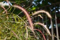 Wild attractive natural crimson fountain grass Pennisetum setaceum, red fountain grass offers burgundy red ripening plumed seeds