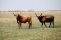 Wild aurochs in the nature reserve Royalty Free Stock Photo