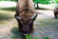 Aurochs in Hateg reservation , Romania